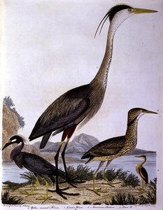 Hérons, gravé par I. G. Marnicke - Alexander (after) Wilson