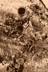 Oxygène - Alexander Adiels