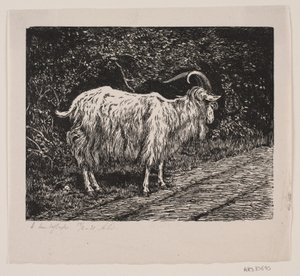 Un bouc - Alexander Blom