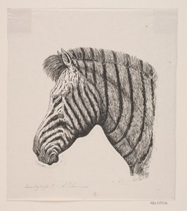 Tête de zèbre - Alexander Blom