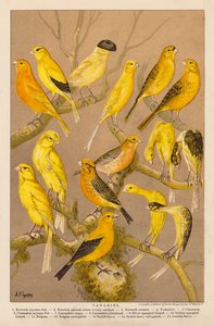 Canaris - Alexander Francis (after) Lydon