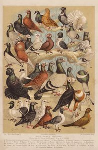 Pigeons - Alexander Francis (after) Lydon