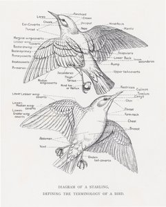 Diagramme d