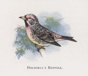 Le Sizerin de Holbœll
