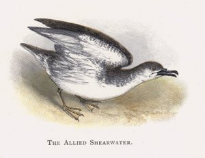 Le Puffin Allié - Alexander Francis Lydon