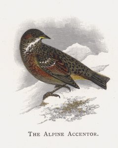 Le Accenteur alpin