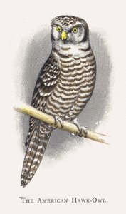 La Chouette épervière américaine