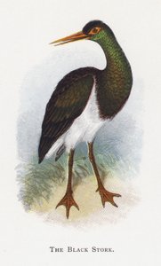 La Cigogne noire - Alexander Francis Lydon