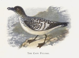 Le Fulmar du Cap - Alexander Francis Lydon