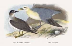 Le Pétrel Capuchon, Le Fulmar - Alexander Francis Lydon