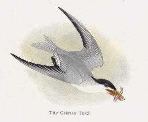 La Sterne Caspienne