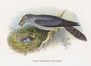 Le Coucou gris - Alexander Francis Lydon