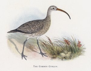 Le Courlis Cendré - Alexander Francis Lydon