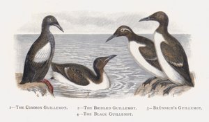 Le Guillemot de Troïl, Le Guillemot à miroir, Le Guillemot de Brünnich, Le Guillemot à cou noir - Alexander Francis Lydon