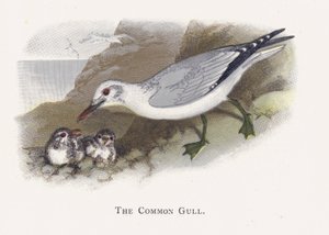 La Mouette Commune - Alexander Francis Lydon
