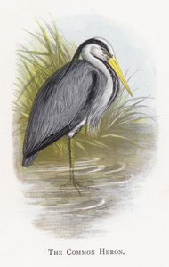 Le Héron cendré - Alexander Francis Lydon