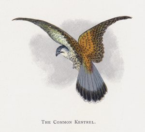 Le Faucon crécerelle