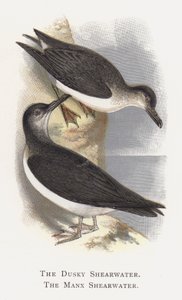 Le Puffin Brun, Le Puffin des Anglais - Alexander Francis Lydon