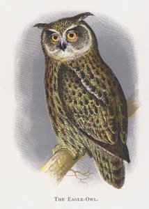 Le Grand-duc - Alexander Francis Lydon