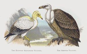 Le Vautour percnoptère, Le Vautour fauve - Alexander Francis Lydon