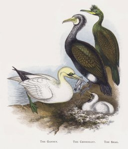 Le Fou de Bassan, Le Cormoran, Le Cormoran huppé - Alexander Francis Lydon
