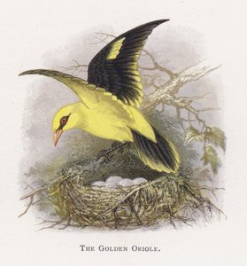 Le Loriot doré
