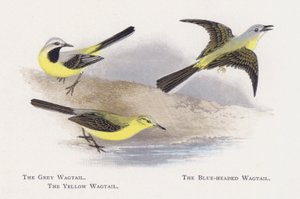 La Bergeronnette des ruisseaux, La Bergeronnette printanière à tête bleue, La Bergeronnette printanière