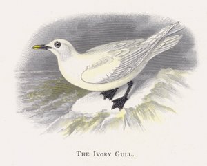 La Mouette Ivoire - Alexander Francis Lydon