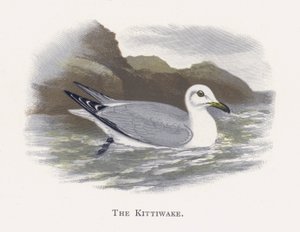 La Mouette Tridactyle