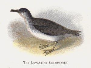 Le Puffin Levantin - Alexander Francis Lydon