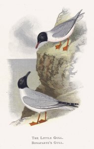 La Petite Mouette, Mouette de Bonaparte - Alexander Francis Lydon