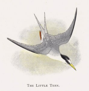 La Petite Sterne