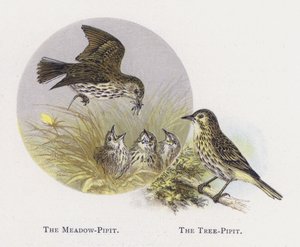 Le Pipit farlouse, Le Pipit des arbres