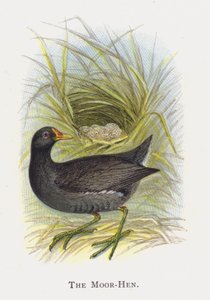 La Poule d
