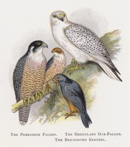 Le Faucon pèlerin, Le Faucon gerfaut du Groenland, Le Faucon kobez - Alexander Francis Lydon
