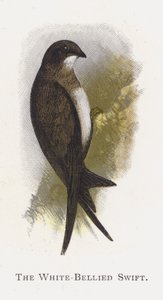 Le Martinet à ventre blanc
