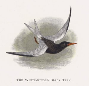 La Sterne à Ailes Blanches