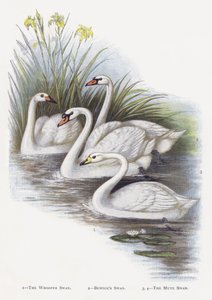 Le Cygne chanteur, Le Cygne de Bewick, Le Cygne tuberculé - Alexander Francis Lydon