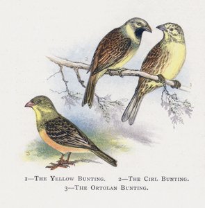 Le Bruant jaune, Le Bruant zizi, Le Bruant ortolan - Alexander Francis Lydon