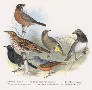 La Grive musicienne, Le Merle à gorge noire, La Grive de roche, Le Bulbul à ventre doré, La Grive de Sibérie, Le Merle d