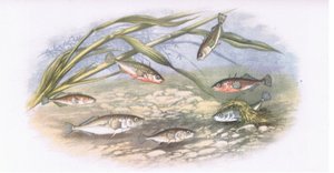 Épinoches, Nature en Grande-Bretagne publiée par Collins, 1946