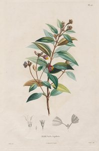 Voyage aux Régions équinoxiales du nouveau continent, fait dans les années 1709 à 1804: Monographie des mélastomacées: No. 15