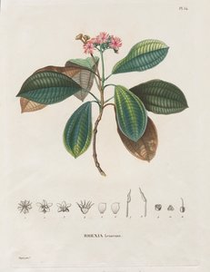 Voyage aux Régions équinoxiales du nouveau continent, fait dans les années 1709 à 1804: Monographie des mélastomacées: No. 54 - Alexander, Freiherr von Humboldt