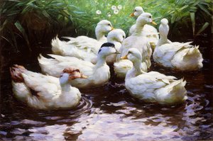 À Terre (Canards)