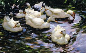 Canards nageant dans un lac ensoleillé