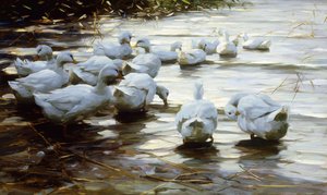 Canards dans l