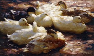 Canards sur une Rive
