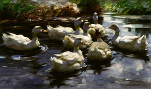 Canards dans l