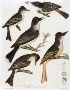 1. Moucherolle tyran. 2. Mouche huppée. 3. Petit oiseau à crête verte. 4. Moucherolle pe-we. 5. Wood Pe-We F. (extrait du livre American Orinthology) - Alexander Lawson