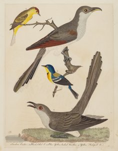 Coulicou de Caroline, Coulicou à bec noir, Paruline bleue à dos jaune, et Jaune..., pub. 1808-1814